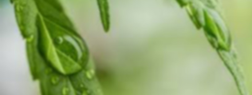 Benefits of CBD Massage | CBD Infused Massage |Heaven Sent Massage of Ellijay | Massage Therapy | Ellijay, GA